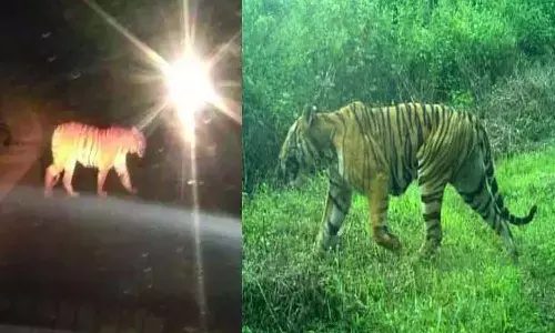 అమ్మో పులి.. రెండు తెలుగు రాష్ట్రాల్లో