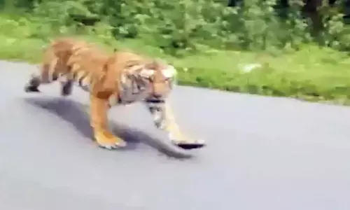 tiger, attack, mysore