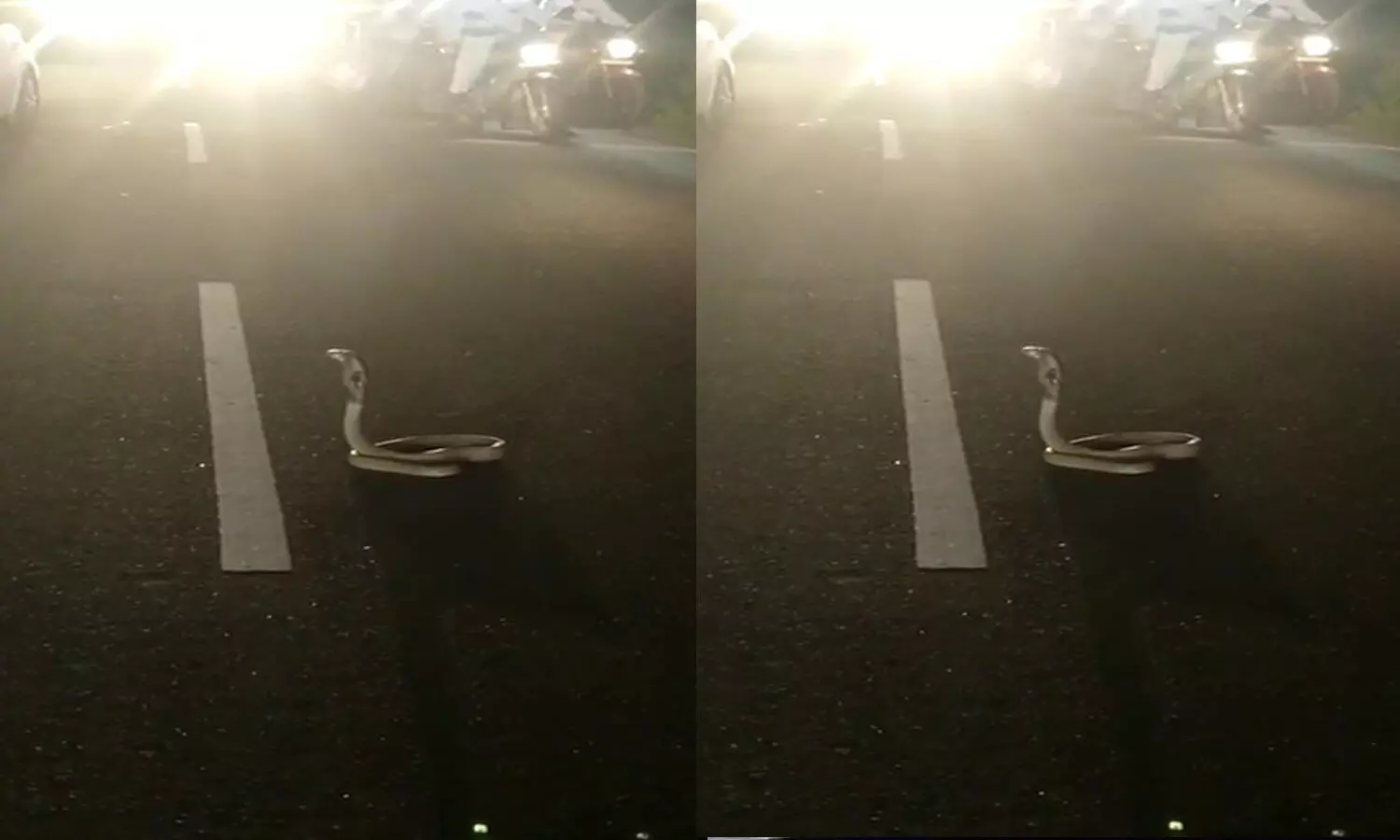 cobra on road, prakasam district