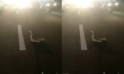 cobra on road, prakasam district
