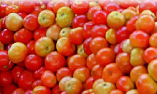 tomato, farmer, prices
