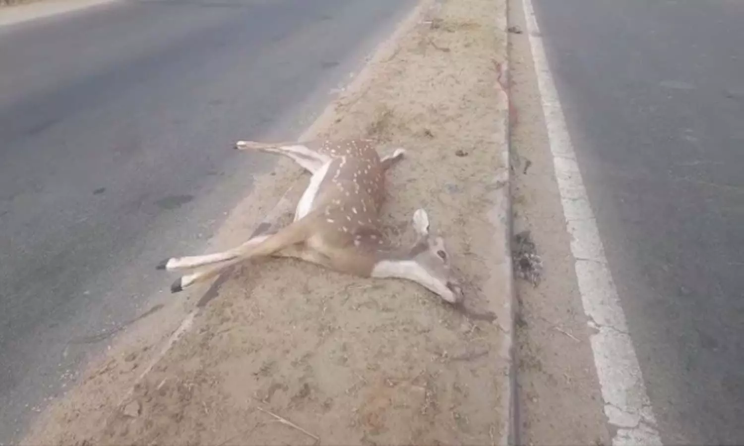 accident, deer,unknown vehicle