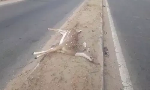accident, deer,unknown vehicle