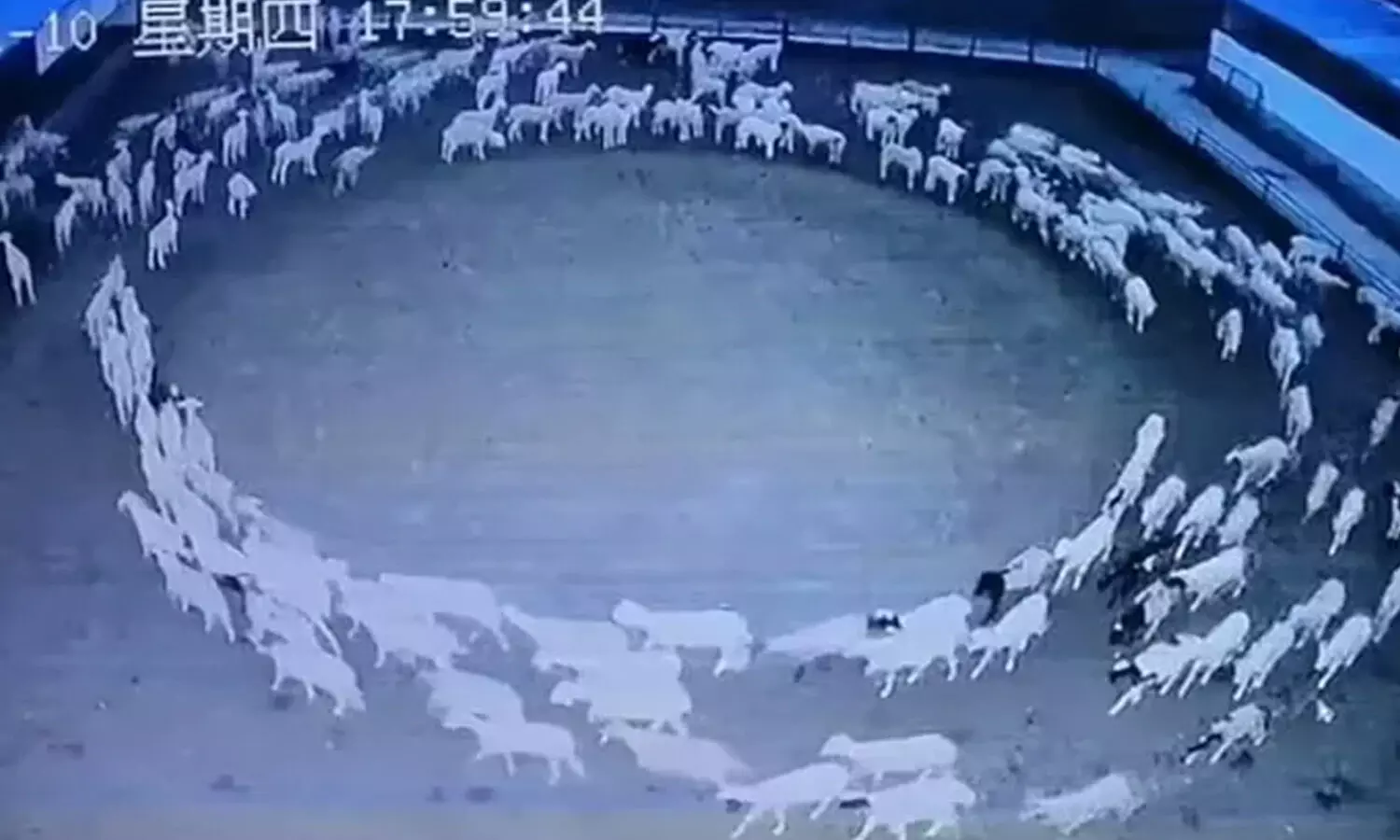 china sheeps, circling sheeps mystery