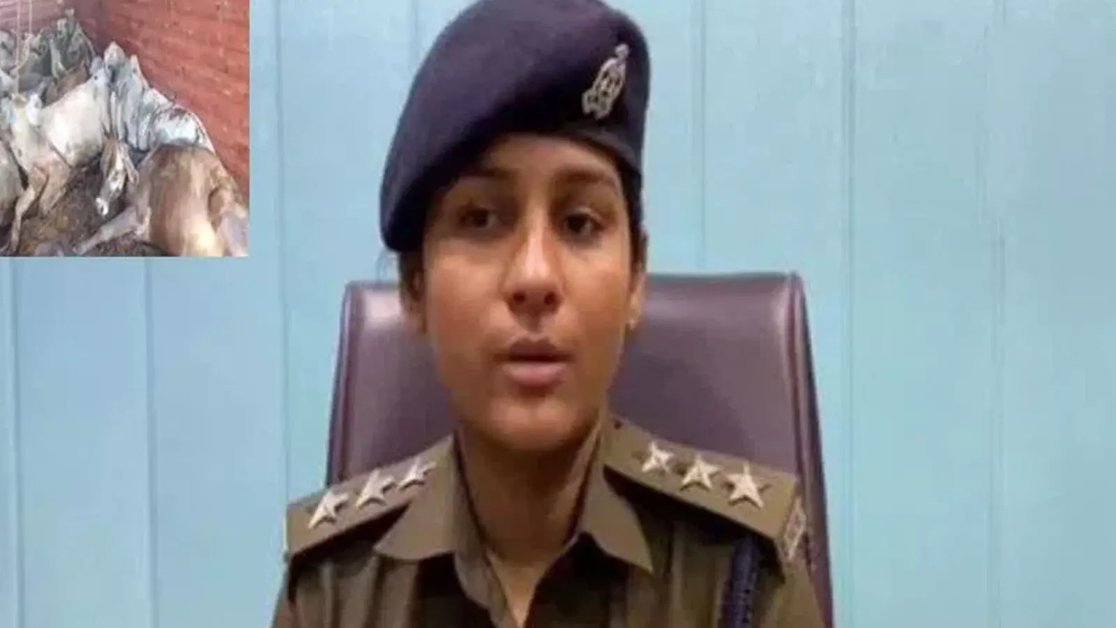 29 cows dead , uttar pradesh