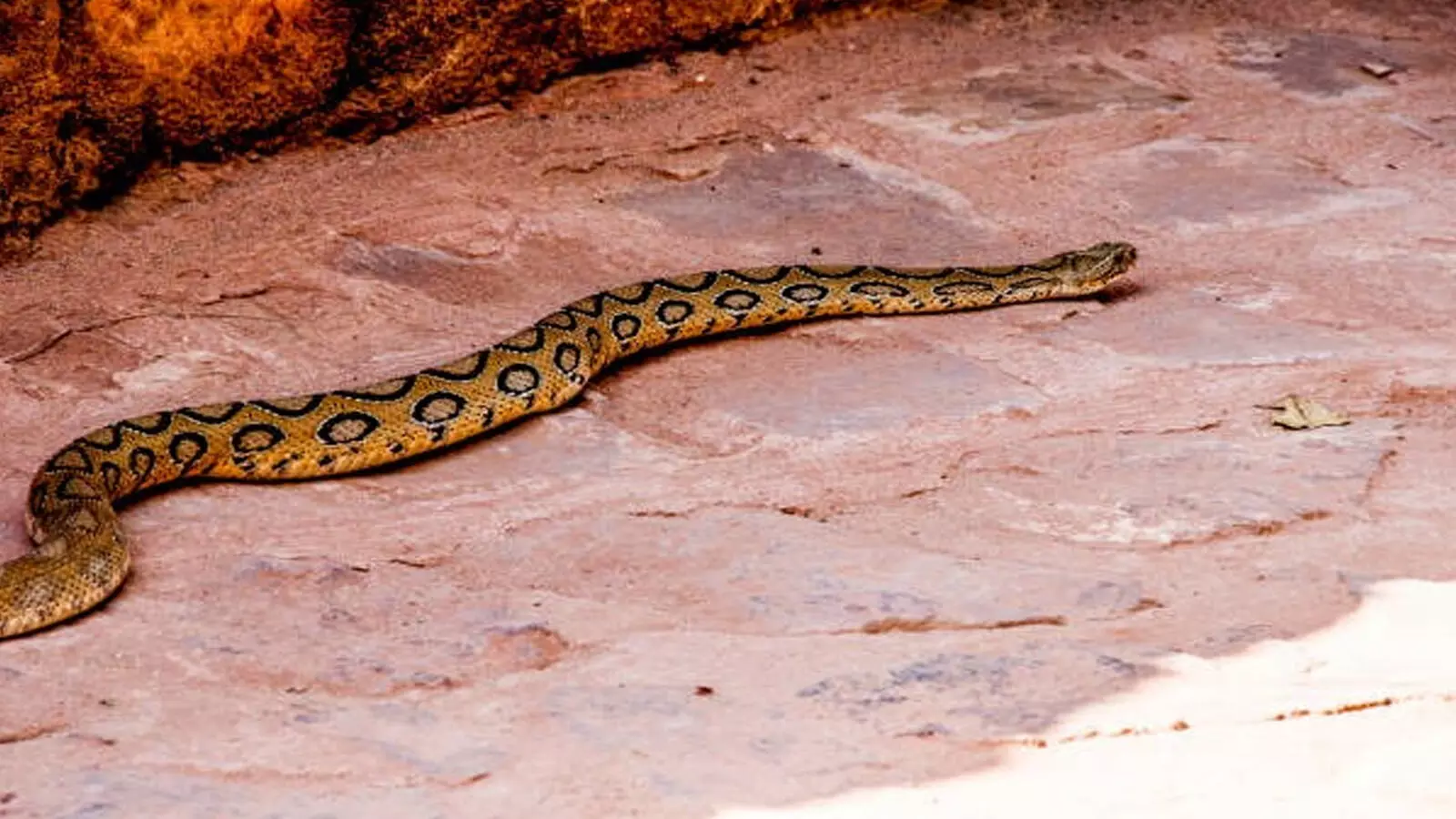 tamilnadu man lost his tongue, astrologer advice