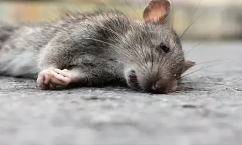 Rat killed in uttarpradesh, vikendra sarma