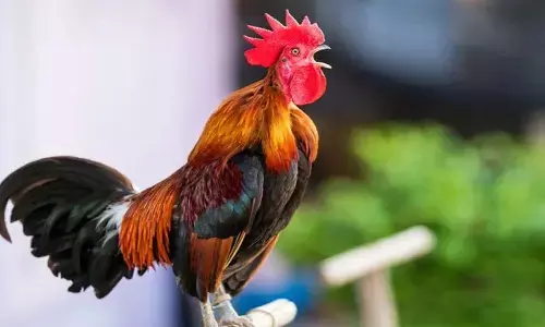 కూతతో విసిగిస్తోన్న కోడి..పోలీస్ స్టేషన్లో వైద్యుడి ఫిర్యాదు..చివరికి ఏమైందంటే..