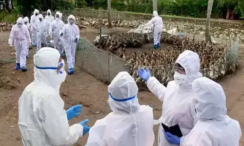 bird flu out break in kerala, kottayam district, 8000 ducks and hens