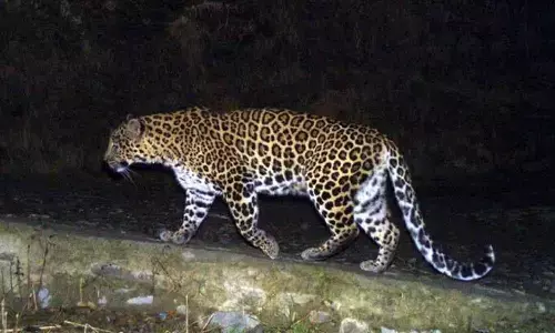 హెటిరో డ్రగ్స్ కంపెనీలో చిరుత