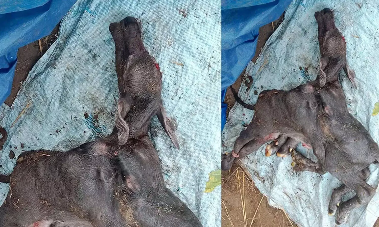 lamb born with 8 legs