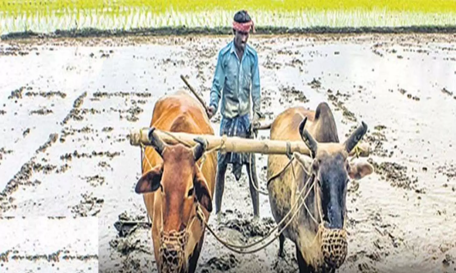 rythubandhu, farmers, telangana