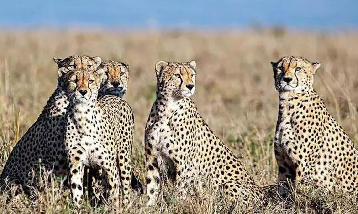 భారత్కు మరో 12 చీతాలు భారత్కు మరో 12 చీతాలు