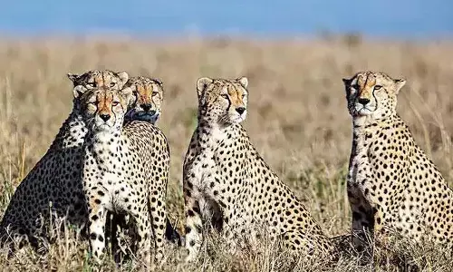 భారత్‌కు మరో 12 చీతాలు