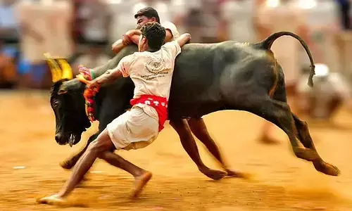 jallikattu in tamilnadu