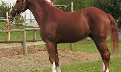 two horses killed in honey bees attack, tumukuru