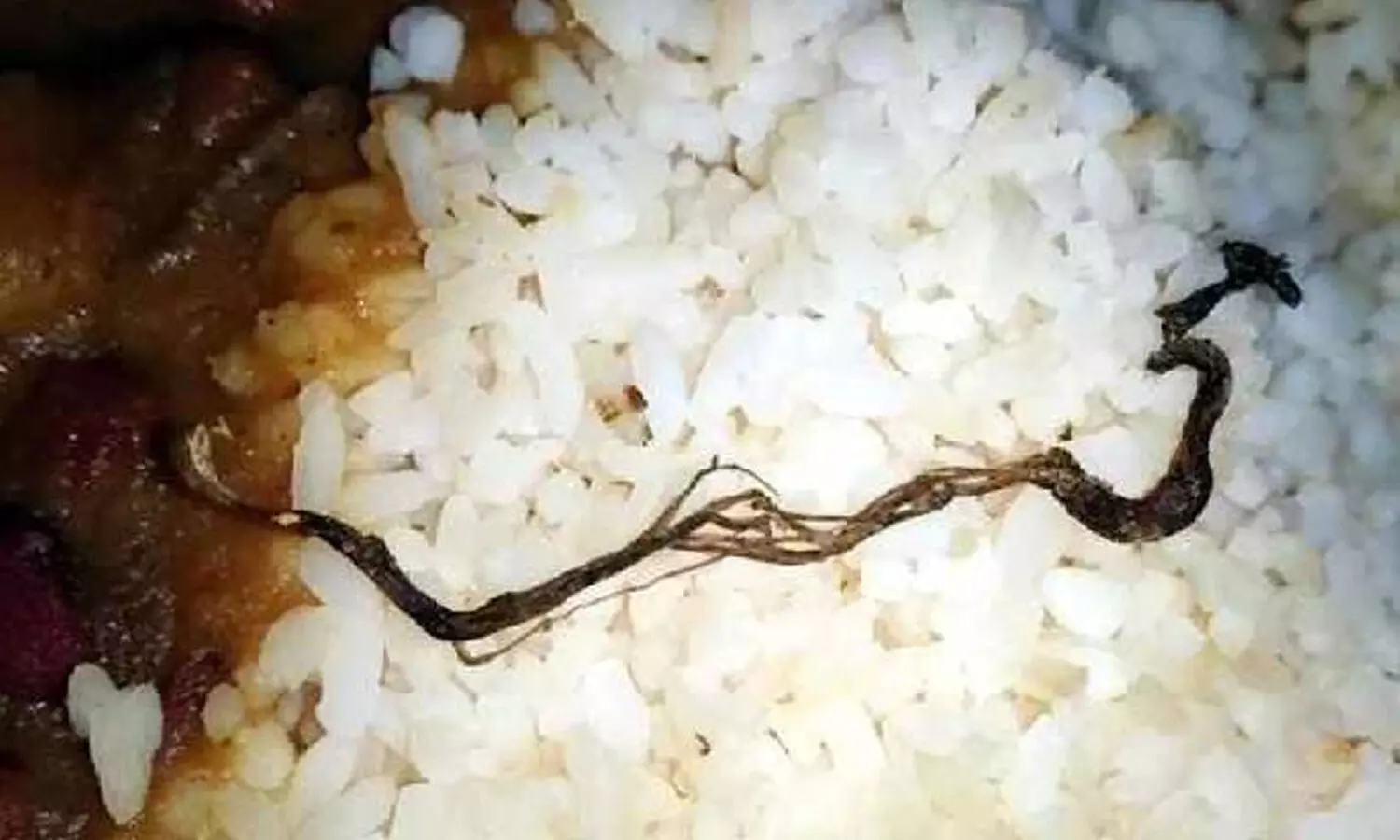 snake in food, snake in mid day meals, west bengal snake in food, snake in mid day meals, west bengal