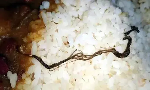 snake in food, snake in mid day meals, west bengal