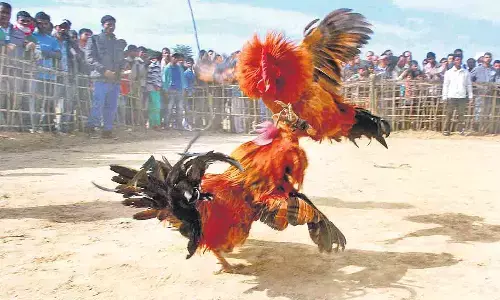 పందెం రాయుళ్లను ఆకట్టుకునేందుకు సరికొత్త ఆఫర్లు.. ఎక్కడా వినుండరు