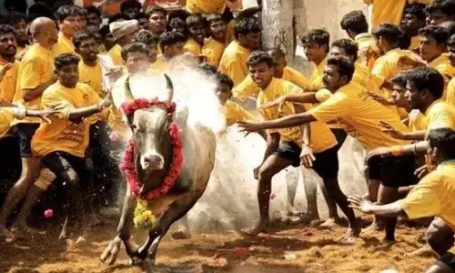 jallikattu, injured, tamilnadu