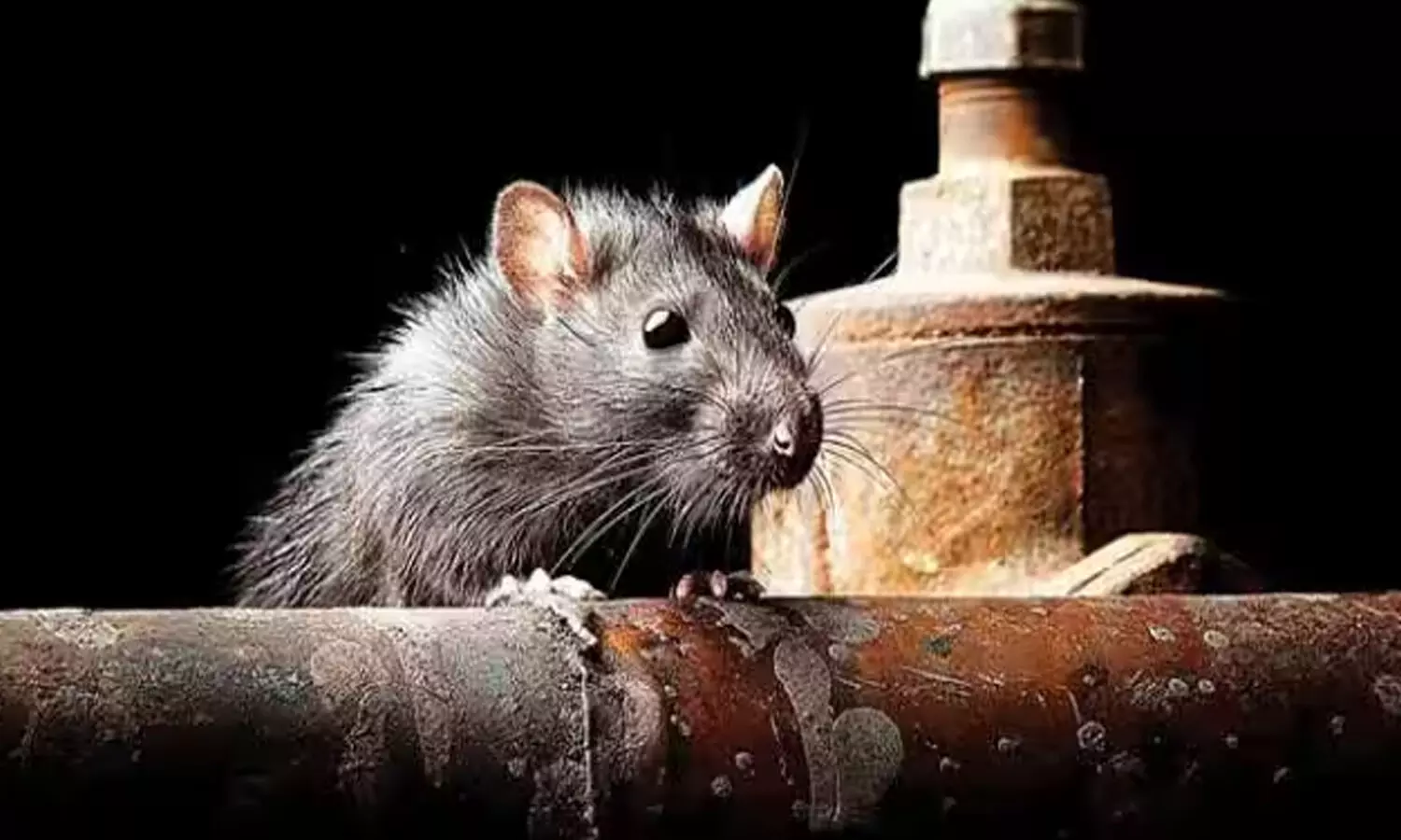 rats ate the deadbody eye