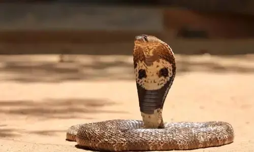 సెల్ఫీ కోసం నాగుపామును మెడలో వేసుకుని?