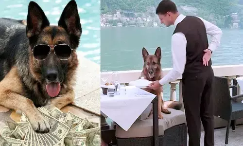 world richest dog gunther VI, gunthers millions documentary