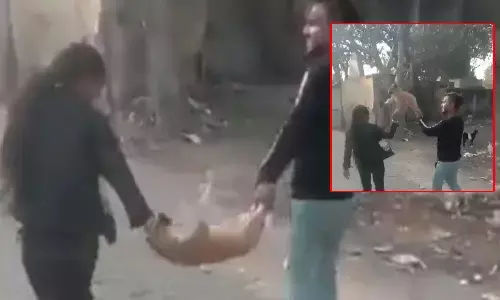 man and woman plays with puppy, twitter viral video