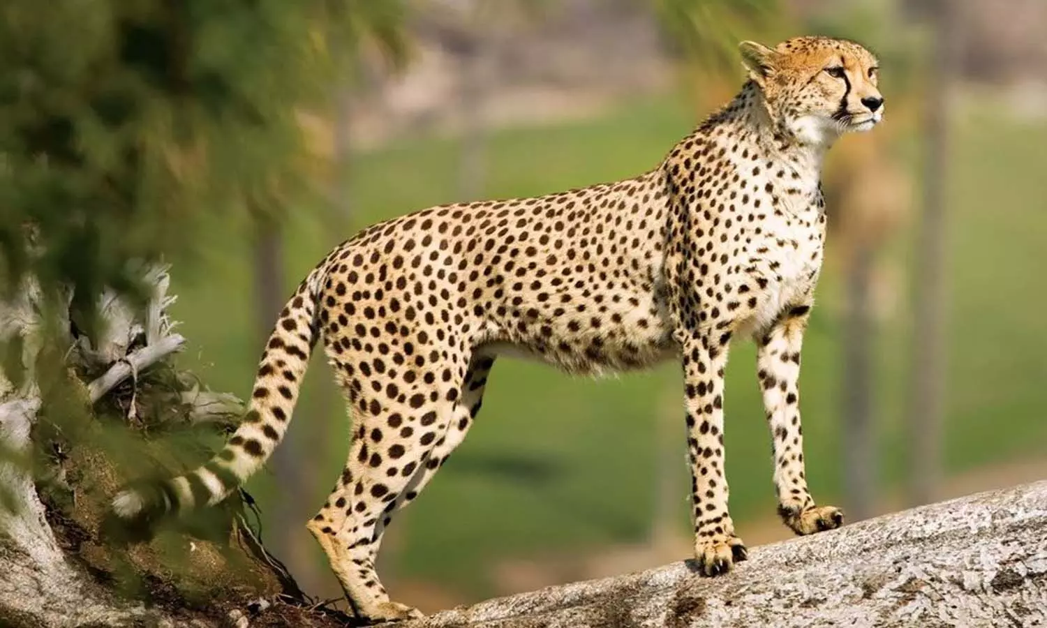 మరో 12 చీతాలు వచ్చేస్తున్నాయ్