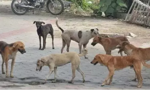 వీధికుక్కల దాడిలో బాలుడికి గాయాలు