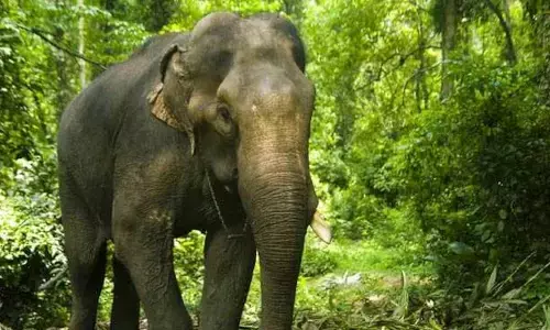 jharkhand elephant kills 16 people