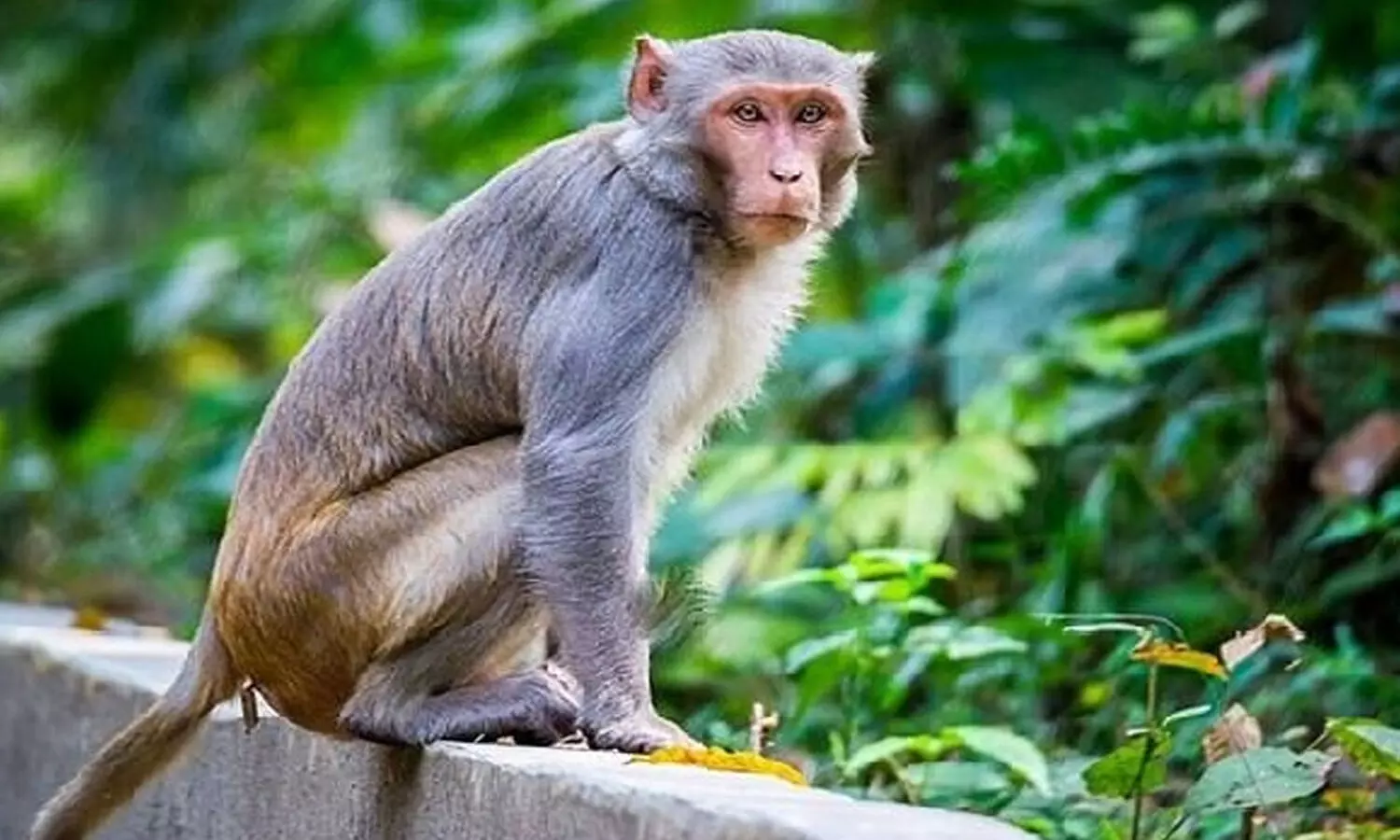 monkey bites off kids foot finger