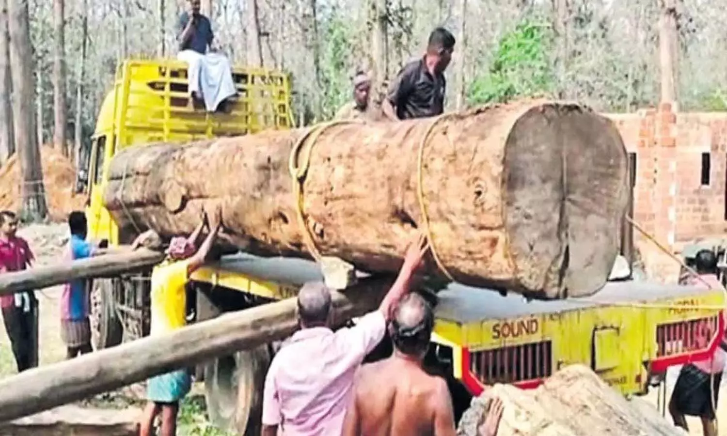 114 ఏళ్ల టేకు చెట్టు.. ధర ఎంతంటే? 114 ఏళ్ల టేకు చెట్టు.. ధర ఎంతంటే?