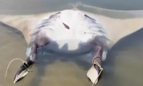 1500 kgs teku fish, anakapalle district