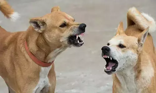 డిప్యూటీ కలెక్టర్‌‌ను కరిచిన కుక్క