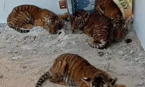 పెద్దపులి పిల్లలు.. భయంలో గ్రామస్థులు