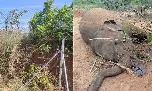 three elephants electructed, madanahalli, tamilnadu