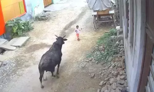 bull attack on child