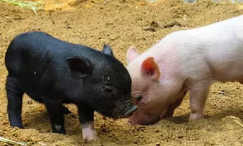 penuganchiprolu pigs farm, NTR District, An elusive Disease