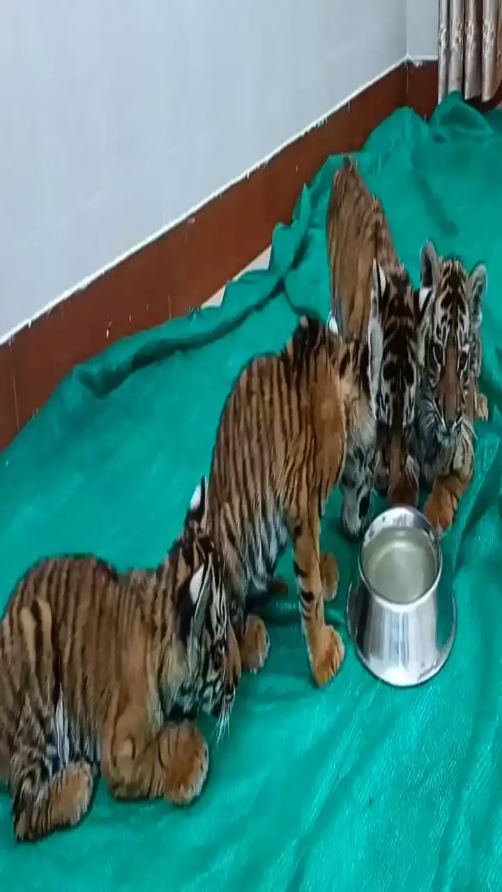 తిరుపతి జూలో నాలుగు పులి పిల్లలు