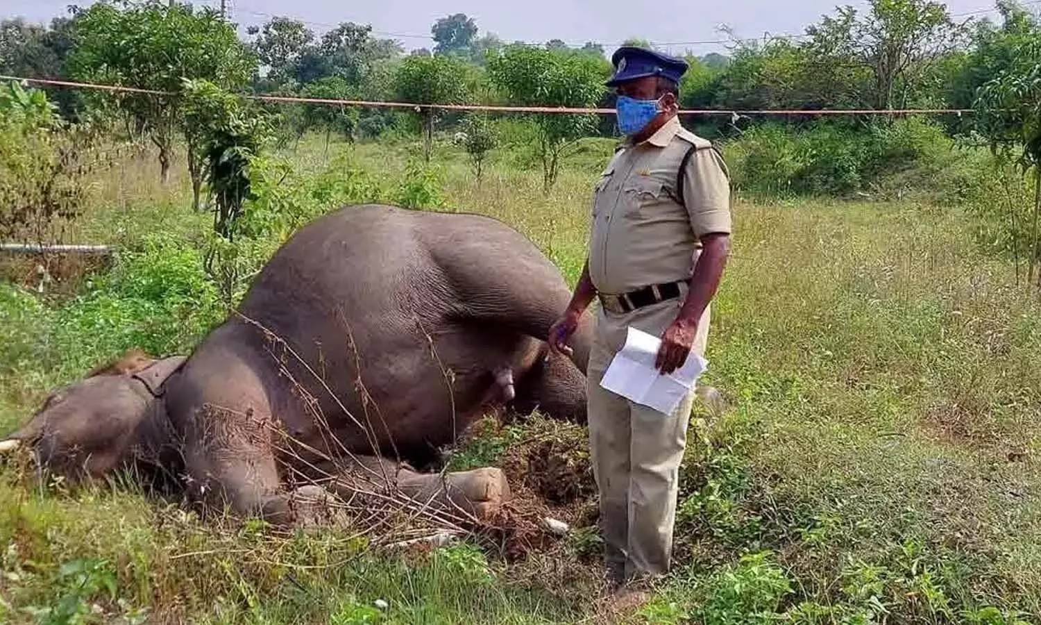 విషాదం.. ఏనుగు మృతి