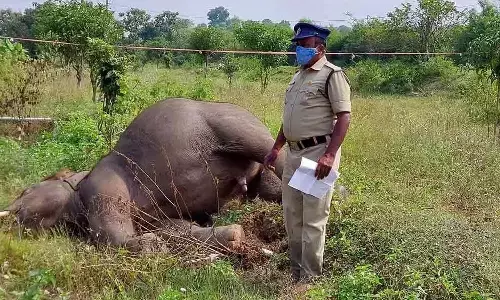 విషాదం.. ఏనుగు మృతి