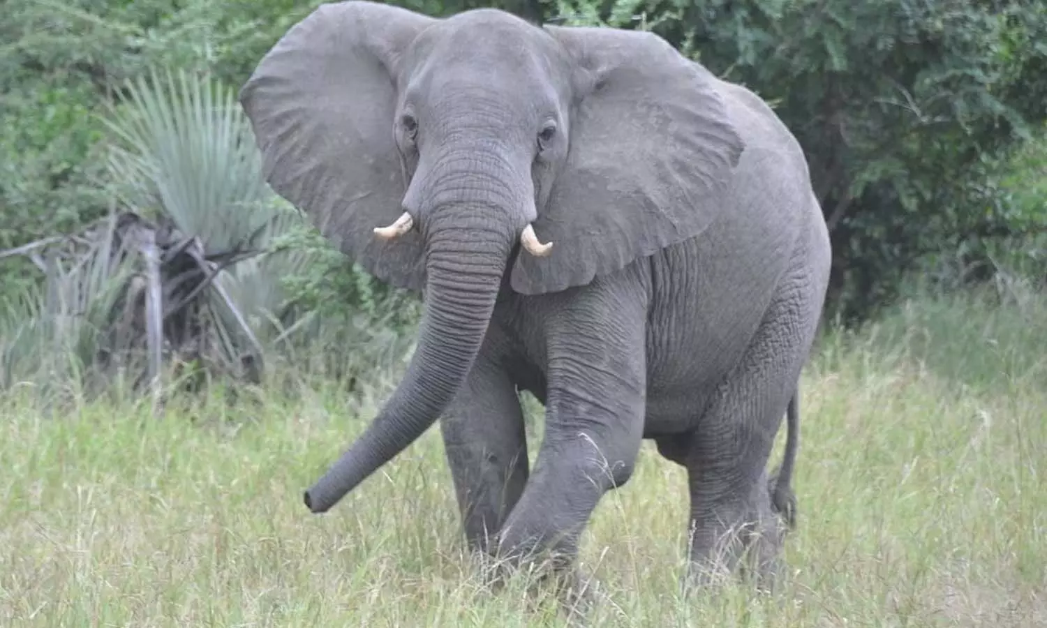 ఆ ఏనుగు ఆస్తి ఐదు కోట్లు