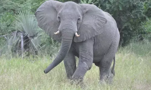 ఆ ఏనుగు ఆస్తి ఐదు కోట్లు