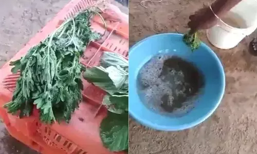 leaf veggies, twitter viral video