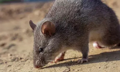 ఎలుకను చంపితే మర్డర్ కేసు