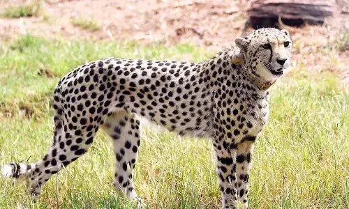 మూడో చీతా మృతి