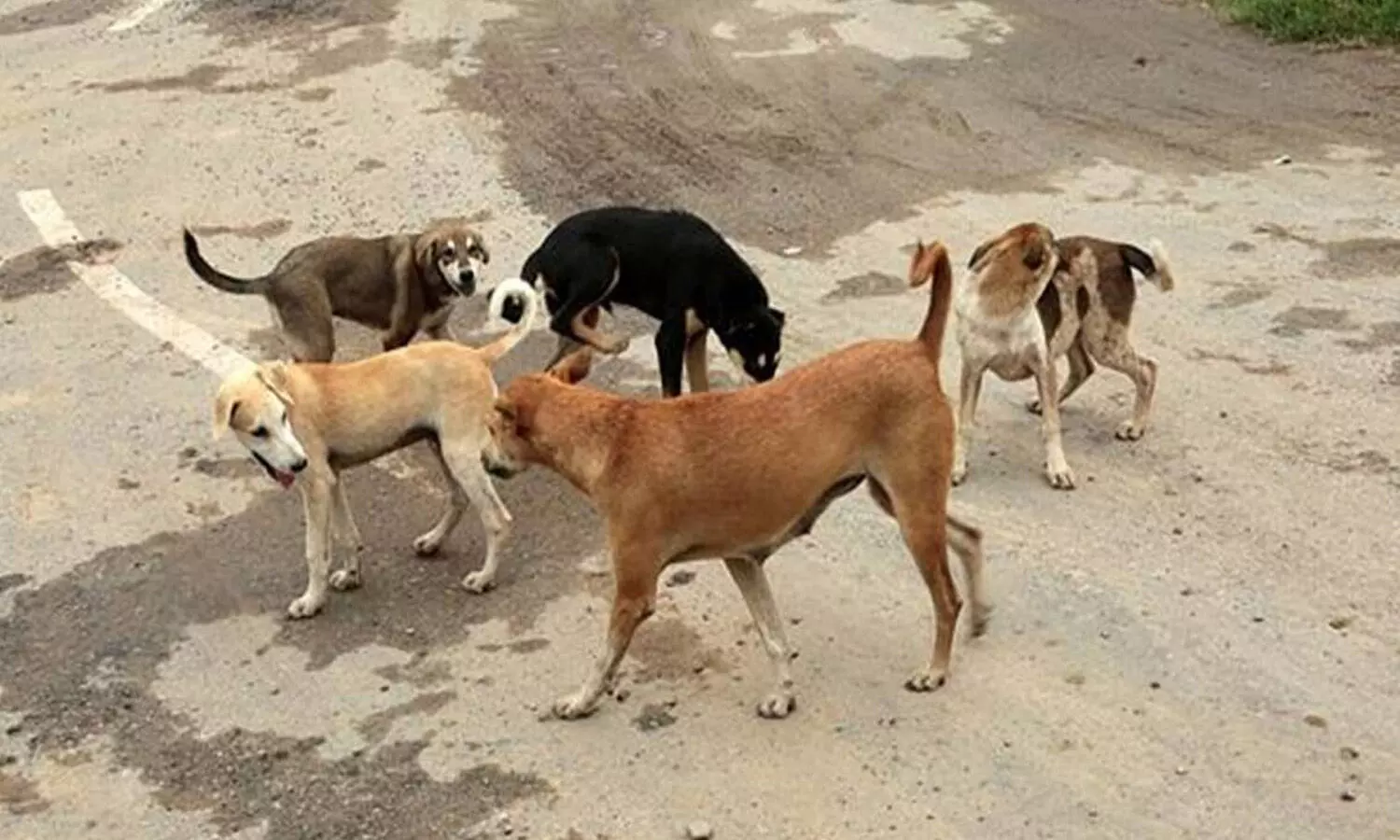 woman killed by stray dogs