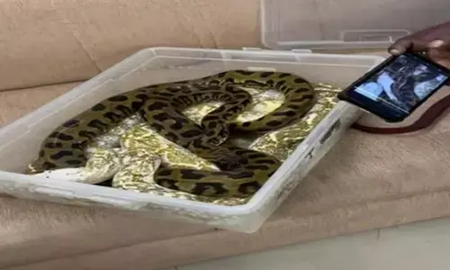 22 snakes in womans luggage