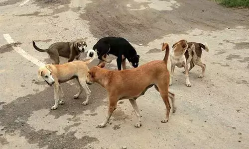 woman killed by stray dogs